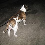 Amerikansk bulldog Amazing Kenzo