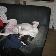 Amerikansk bulldog Amazing Kenzo