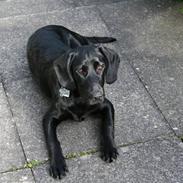 Blanding af racer Paco