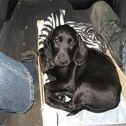 Blanding af racer Paco