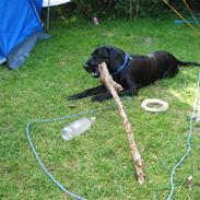 Blanding af racer Paco