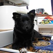 Islandsk fårehund Smilla