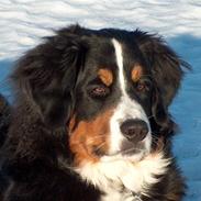 Berner sennenhund Malou