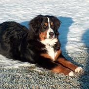 Berner sennenhund Malou