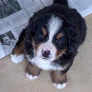 Berner sennenhund Malou