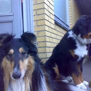 Collie langhåret JEFFI 