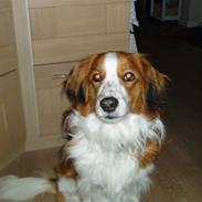 Kooikerhondje Mikki