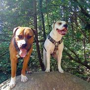 Amerikansk bulldog Luna <3