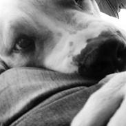 Amerikansk bulldog Luna <3