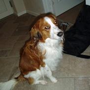 Kooikerhondje Mikki