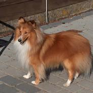 Shetland sheepdog charlie  