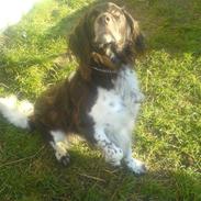 Kleiner münsterländer Basse