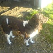 Kleiner münsterländer Basse