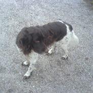 Kleiner münsterländer Basse