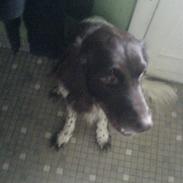 Kleiner münsterländer Basse