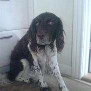 Kleiner münsterländer Basse