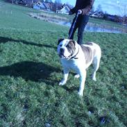 Amerikansk bulldog hannibal R.I.P