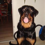 Rottweiler samson