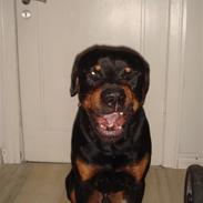 Rottweiler samson