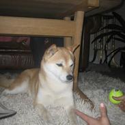 Shiba R.I.P Zennmai :( <3
