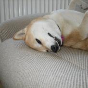 Shiba R.I.P Zennmai :( <3