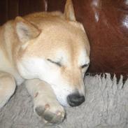 Shiba R.I.P Zennmai :( <3