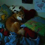 Shiba R.I.P Zennmai :( <3