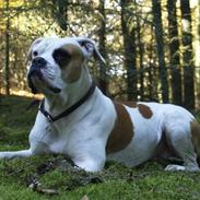 Amerikansk bulldog Nora Hund