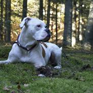 Amerikansk bulldog Nora Hund