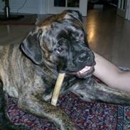 Bullmastiff Berta