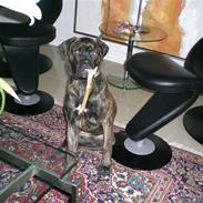 Bullmastiff Berta