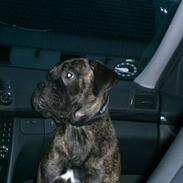 Bullmastiff Berta