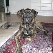 Bullmastiff Berta
