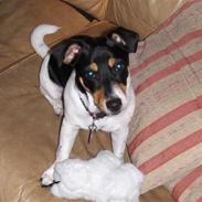 Jack russell terrier Sophie