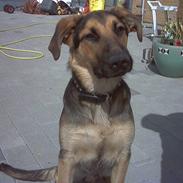 Blanding af racer rocki