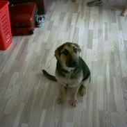 Blanding af racer rocki