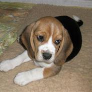 Beagle Love is like oxygen