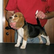 Beagle Love is like oxygen