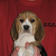 Beagle Love is like oxygen