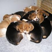 Beagle Love is like oxygen