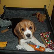 Beagle Love is like oxygen