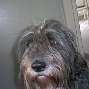 Blanding af racer Sippe