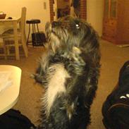 Blanding af racer Sippe