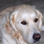 Golden retriever Ronja