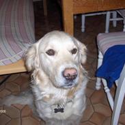Golden retriever Ronja