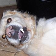 Golden retriever Ronja