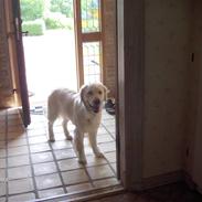 Golden retriever Ronja