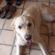 Golden retriever Ronja