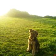 Airedale terrier Sussi