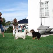 Airedale terrier Sussi